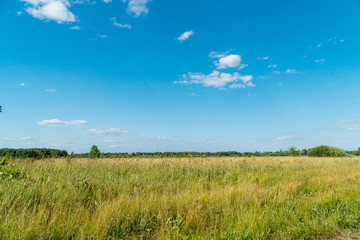 Obraz premium Summer green meadow in front of distant forest against blue sky