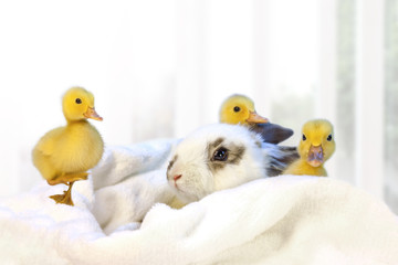 子うさぎと3羽のアヒルの雛