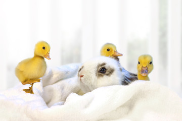 子うさぎと3羽のアヒルの雛