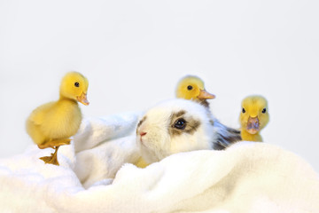 子うさぎと3羽のアヒルの雛