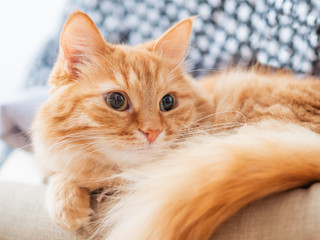 Cute ginger cat is lying on beige chair. Pile of crumpled clothes behind fluffy pet.