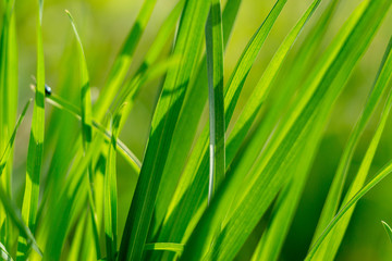 Fototapeta na wymiar Fresh green lush foliage grass background close-up on a springtime grass lit by morning sun.
