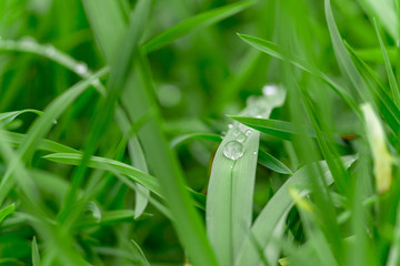 Beauty healthy backgrounds with foliage, green grass and bokeh