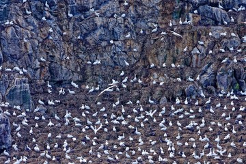 Fou de Bassan, Île de Rouzic, Archipel des Sept-Îles, Perros-Guirec, Côtes-d'Armor, Bretagne, France
