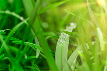Beauty healthy backgrounds with foliage, green grass and bokeh
