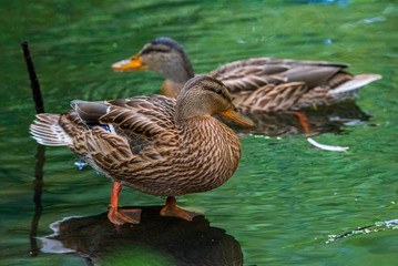A duck stands on its paws in a pond. Photographed close-up.