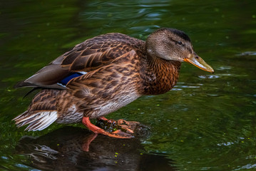 A duck stands on its paws in a pond. Photographed close-up.
