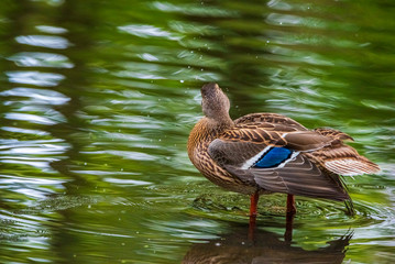 A duck stands on its paws in a pond. Photographed close-up.