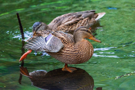 A duck stands on its paws in a pond. Photographed close-up.