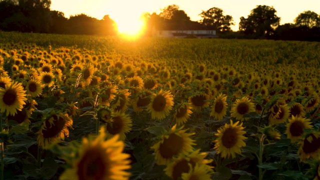 Slow Motion Sunflower Field Sunset Forward