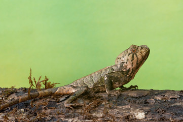 Smoooth Casque-Headed lizard (Corytophanes cristatus), Darien Rainforest,  Panama, Central America