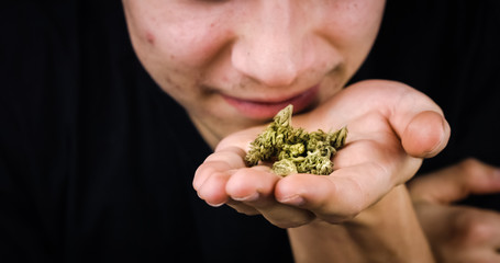 Naklejka na ściany i meble Young man Smelling and examining Cannabis dry buds. CBD Hemp usage. Medical Marijuana abuse