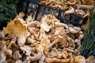 Different types of mushrooms for sale on counter at Borough Market