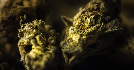 Medical Marijuana Buds on black background. Dried Cannabis Plant closeup