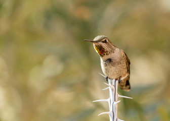 An immature male Costa's hummingbird is perched on the end of an ocotillo branch with the beginnings of his gorget glowing with green gold and red.  
