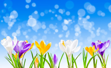 Colorful crocus flowers on blue sky background with bokeh