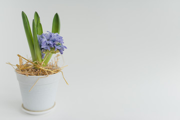 Blue hyacinth in a white pot in a straw, hay on a white background. Spring background.