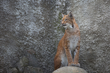 Obraz premium Lynx sits on a stone near the wall.