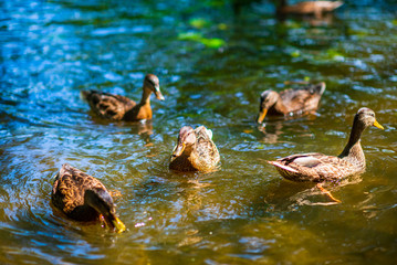 A flock of ducks swims in a summer reservoir. Photographed close-up.