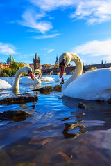 Swans on the river Ltava on the background of Charles Bridge.Prague