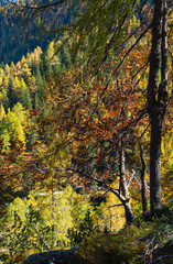 Peaceful autumn Alps mountain forest view. Reiteralm, Steiermark, Austria.