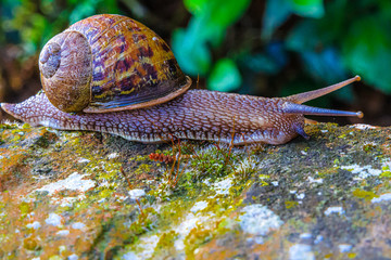 Weinbergschnecke auf der Mauer