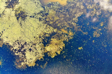 Fototapeta na wymiar Algae growing out of control in lake