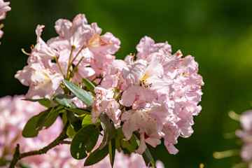 Nice pink azalea flowers blooming in the park