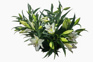 Splendid bouquet of white lily on the white background
