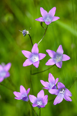 Beautiful purple blooming bellflowers flowers