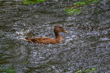 A lone duck swims in a summer lake. Photographed close-up.