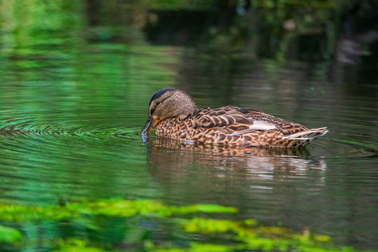 A lone duck swims in a summer lake. Photographed close-up.