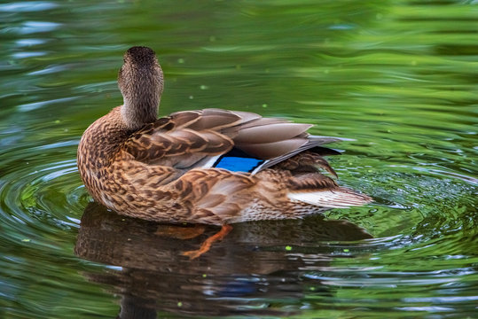 A lone duck swims in a summer lake. Photographed close-up.
