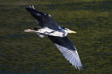 Airone Cenerino col pesce