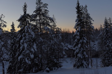 Christmas trees covered in snow in winter