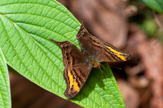 Banded Mapwing - Hypanartia dione  in Coto Brus, Costa Rica