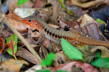 Delicate Ameiva - Holcosus leptophrys in Corcovado National Park, Costa Rica