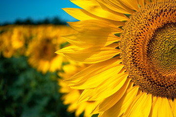 Field of blooming sunflowers on a clear sunny day