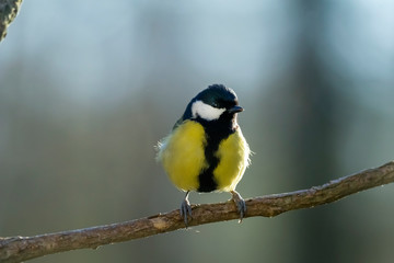 Fototapeta premium A tit on a tree branch in our garden.