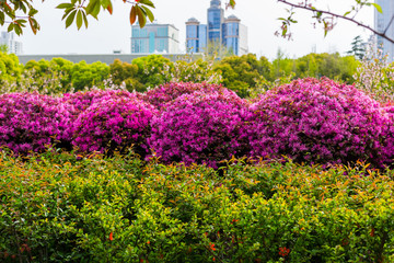 Blooming People's Square in Shanghai, China. Beautiful fluffy bushes of loropetalum on the background of blurry buildings of the city. City park in spring