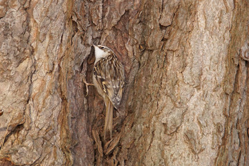Common treecreaper creeping a tree
