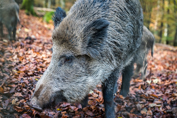 wild boar in the forest in autumn
