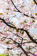 Pretty sakura blossom in Asia. Soft pink double lush sakura flowers on the branches. Trees in bloom. Natural floral background. Trees strewn with cherry blossoms