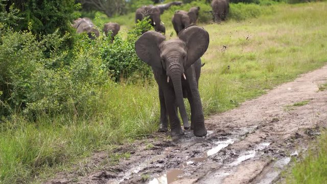 Little elephant playing and splash water from a puddle