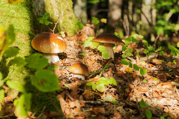 glade with mushrooms on the edge of the forest. autumn is the time of mushrooms.