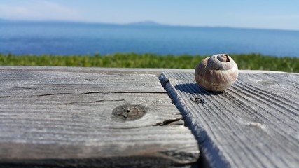 Snail on wood
