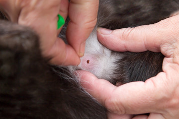 Mały kleszcz pasożytujący w skórze kota. Dłonie kobiety weterynarza odgarniają sierść kota i próbują wyciągnąć wgryzionego w jego skórę kleszcza. - obrazy, fototapety, plakaty