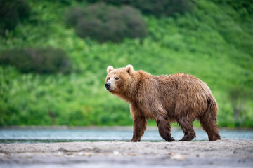 Fototapeta premium The&nbsp;Kamchatka&nbsp;brown&nbsp;bear, Ursus arctos beringianus catches salmons at Kuril Lake in Kamchatka, running in the water, action picture
