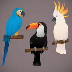 Exotic birds vector art, parrot illustration.