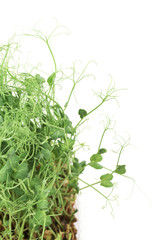 Healthy organic food. Young pea springs with tendrils isolated on white background